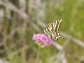 Papilio alexanor